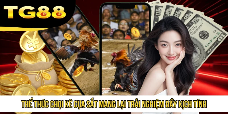 Thể thức chọi kê cựa sắt mang lại trải nghiệm đầy kịch tính